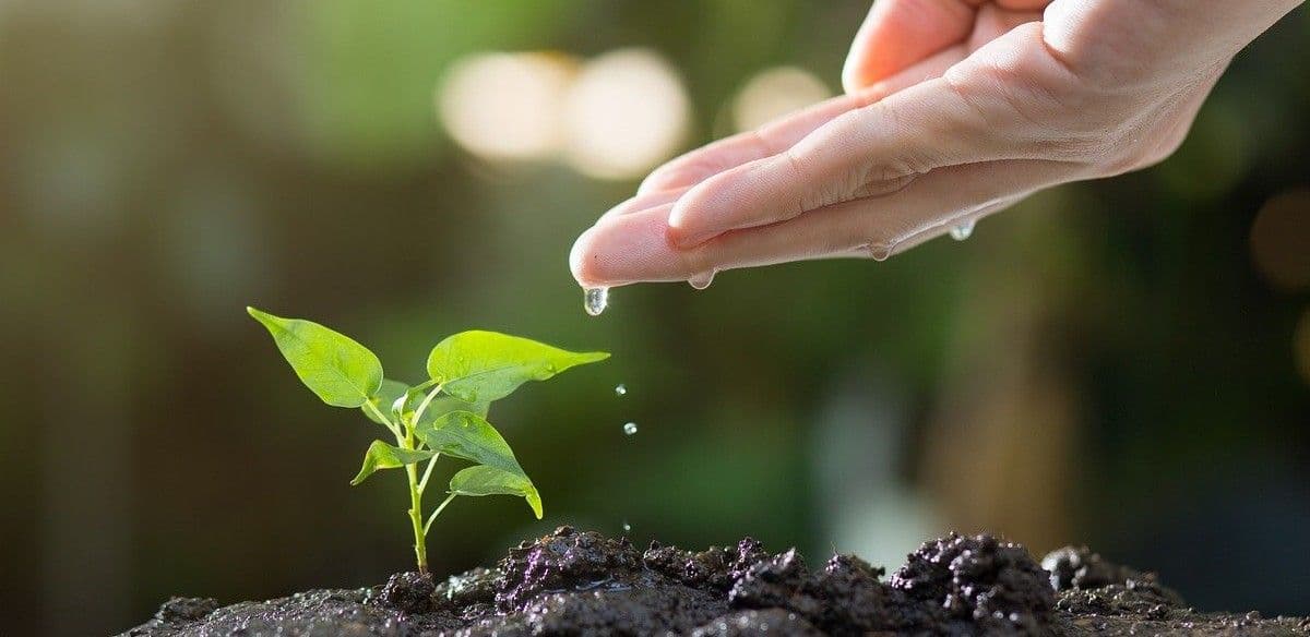 Catalyst for growth